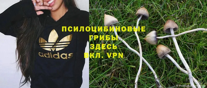 закладка  Хотьково  MEGA рабочий сайт  Псилоцибиновые грибы Magic Shrooms 